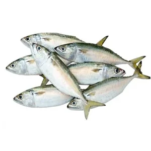 Ayila / Kana keluthi (Mackerel)