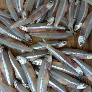 Nethili (Anchovy)
