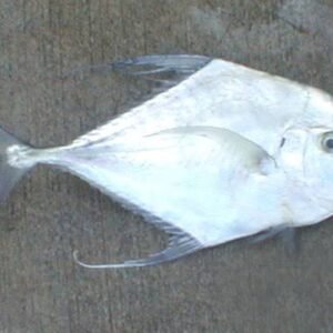 Kannaadi Paarai