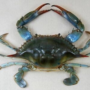 Full Flesh Crab