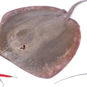 Thirukkai (Stingray)