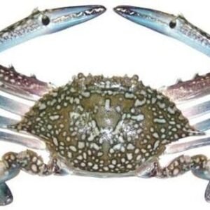 Blue Crab