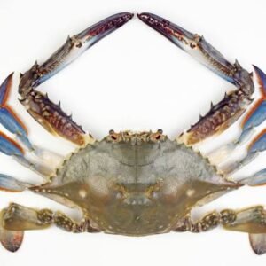 3 Spot Crab