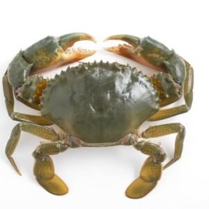 Mud Crab