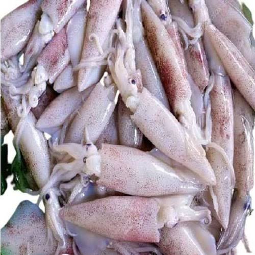 Squid / Cuttul Fish