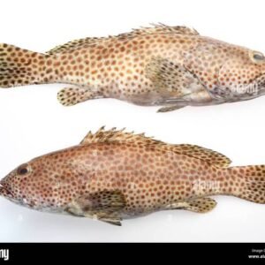 Pulli Kalavaan (Grouper)