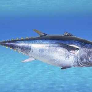 Tuna (Yellow Fin Tuna)