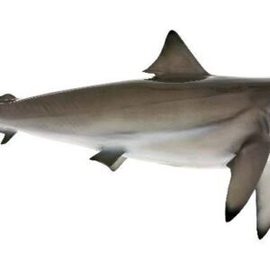 Sura (Shark)