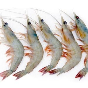Sea White Prawn