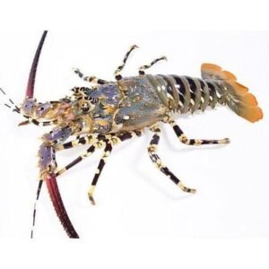 Rock Lobster