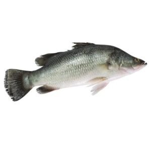Original Sea Koduva