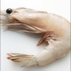 Sea prawn