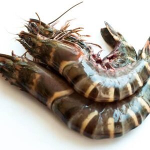 Tiger Prawn