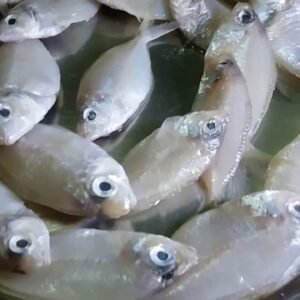 Suthumbu / Kuthippu