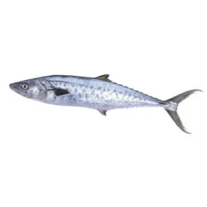 Vanjiram fish